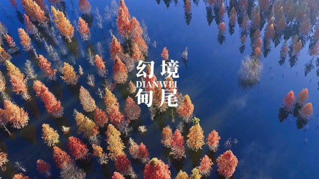 救援海盗章鱼